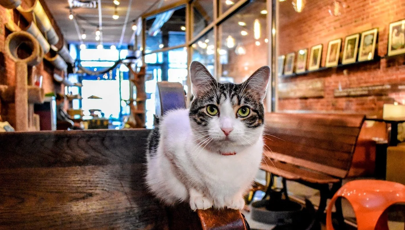 River Kitty Cat Café business photo